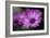 Purple Daisy-Ursula Abresch-Framed Photographic Print