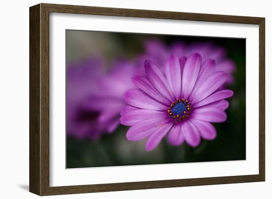 Purple Daisy-Ursula Abresch-Framed Photographic Print