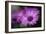 Purple Daisy-Ursula Abresch-Framed Photographic Print