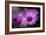 Purple Daisy-Ursula Abresch-Framed Photographic Print