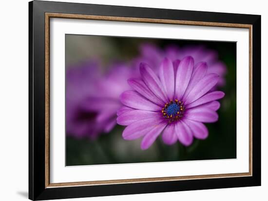 Purple Daisy-Ursula Abresch-Framed Photographic Print