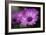 Purple Daisy-Ursula Abresch-Framed Photographic Print