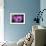 Purple Daisy-Ursula Abresch-Framed Photographic Print displayed on a wall