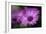 Purple Daisy-Ursula Abresch-Framed Photographic Print