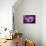 Purple Daisy-Ursula Abresch-Mounted Photographic Print displayed on a wall