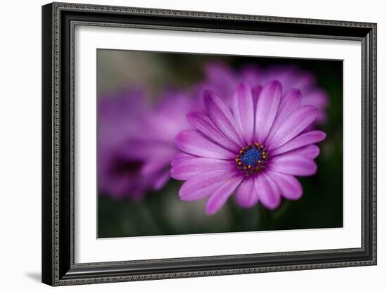 Purple Daisy-Ursula Abresch-Framed Photographic Print