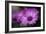 Purple Daisy-Ursula Abresch-Framed Photographic Print