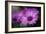 Purple Daisy-Ursula Abresch-Framed Photographic Print