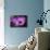 Purple Daisy-Ursula Abresch-Photographic Print displayed on a wall