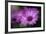 Purple Daisy-Ursula Abresch-Framed Photographic Print