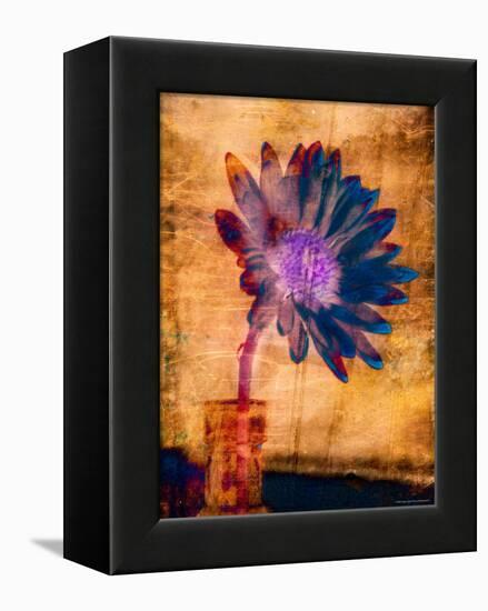 Purple Daisy-Robert Cattan-Framed Premier Image Canvas