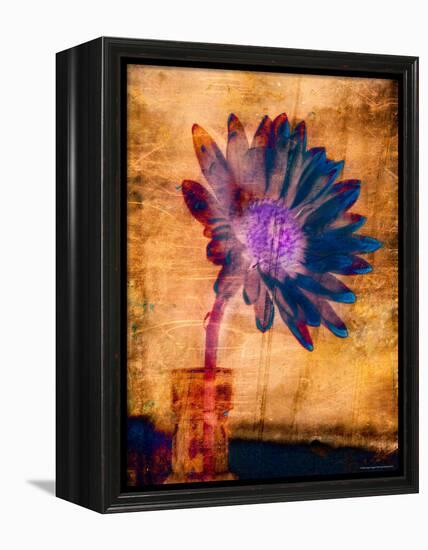Purple Daisy-Robert Cattan-Framed Premier Image Canvas