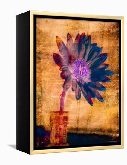 Purple Daisy-Robert Cattan-Framed Premier Image Canvas