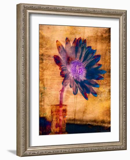 Purple Daisy-Robert Cattan-Framed Photographic Print