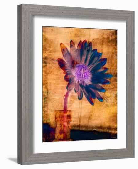 Purple Daisy-Robert Cattan-Framed Photographic Print