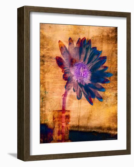 Purple Daisy-Robert Cattan-Framed Photographic Print