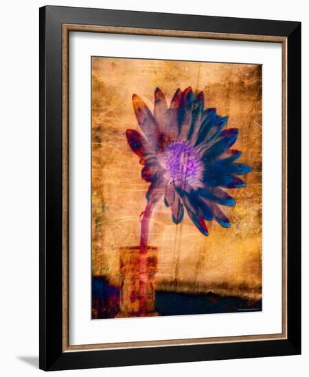 Purple Daisy-Robert Cattan-Framed Photographic Print