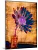 Purple Daisy-Robert Cattan-Mounted Photographic Print