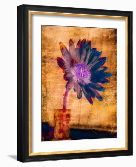 Purple Daisy-Robert Cattan-Framed Photographic Print