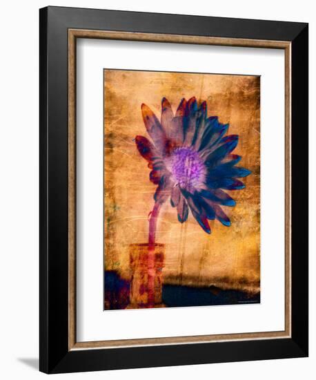 Purple Daisy-Robert Cattan-Framed Photographic Print