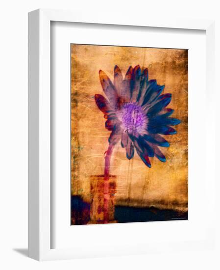 Purple Daisy-Robert Cattan-Framed Photographic Print