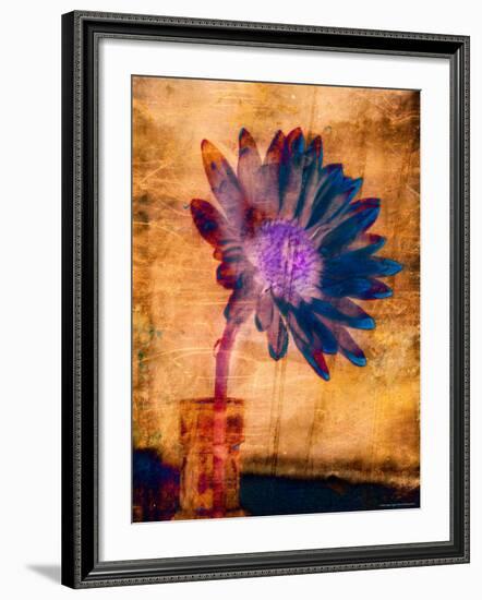 Purple Daisy-Robert Cattan-Framed Photographic Print