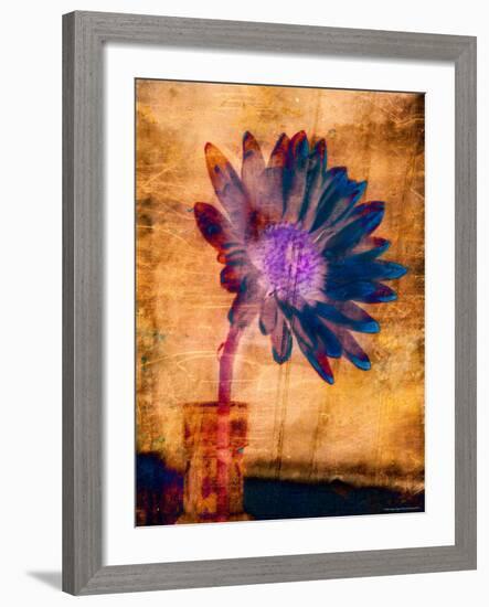 Purple Daisy-Robert Cattan-Framed Photographic Print