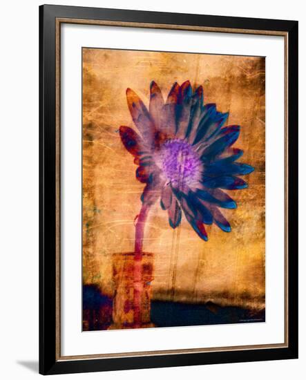 Purple Daisy-Robert Cattan-Framed Photographic Print