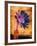 Purple Daisy-Robert Cattan-Framed Photographic Print