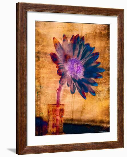 Purple Daisy-Robert Cattan-Framed Photographic Print