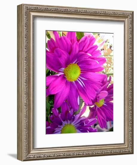 Purple Daisy-Ruth Palmer-Framed Art Print