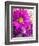 Purple Daisy-Ruth Palmer-Framed Art Print