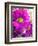 Purple Daisy-Ruth Palmer-Framed Art Print