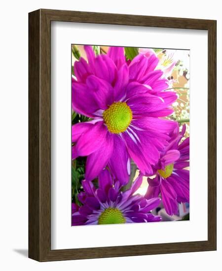 Purple Daisy-Ruth Palmer-Framed Art Print