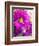 Purple Daisy-Ruth Palmer-Framed Art Print