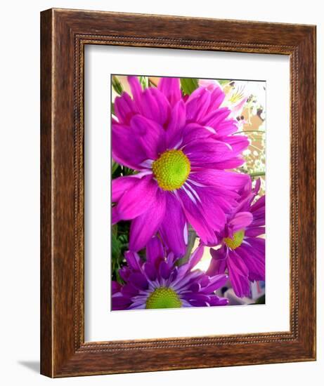 Purple Daisy-Ruth Palmer-Framed Art Print