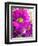 Purple Daisy-Ruth Palmer-Framed Art Print