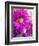 Purple Daisy-Ruth Palmer-Framed Art Print