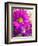 Purple Daisy-Ruth Palmer-Framed Art Print