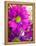 Purple Daisy-Ruth Palmer-Framed Stretched Canvas