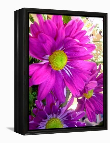 Purple Daisy-Ruth Palmer-Framed Stretched Canvas