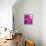 Purple Daisy-Ruth Palmer-Framed Stretched Canvas displayed on a wall