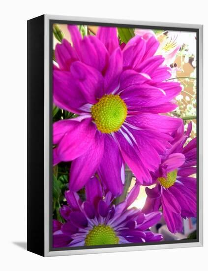 Purple Daisy-Ruth Palmer-Framed Stretched Canvas