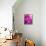 Purple Daisy-Ruth Palmer-Framed Stretched Canvas displayed on a wall