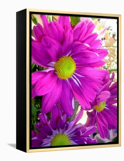 Purple Daisy-Ruth Palmer-Framed Stretched Canvas