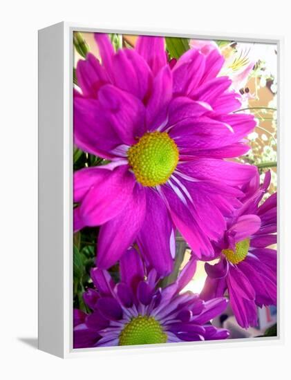 Purple Daisy-Ruth Palmer-Framed Stretched Canvas