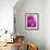 Purple Daisy-Ruth Palmer-Framed Art Print displayed on a wall