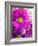 Purple Daisy-Ruth Palmer-Framed Art Print