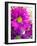 Purple Daisy-Ruth Palmer-Framed Art Print