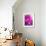Purple Daisy-Ruth Palmer-Framed Art Print displayed on a wall